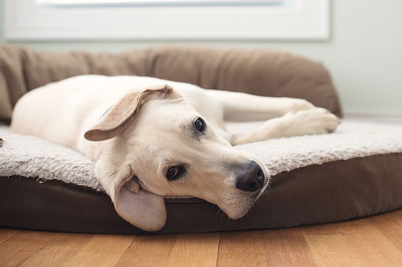 Hund liegt im Körbchen