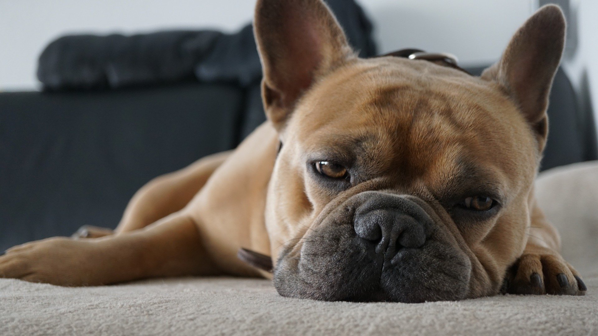 Eine braune Bulldogge liegt mit halb geöffneten Augen auf einem Sofa.