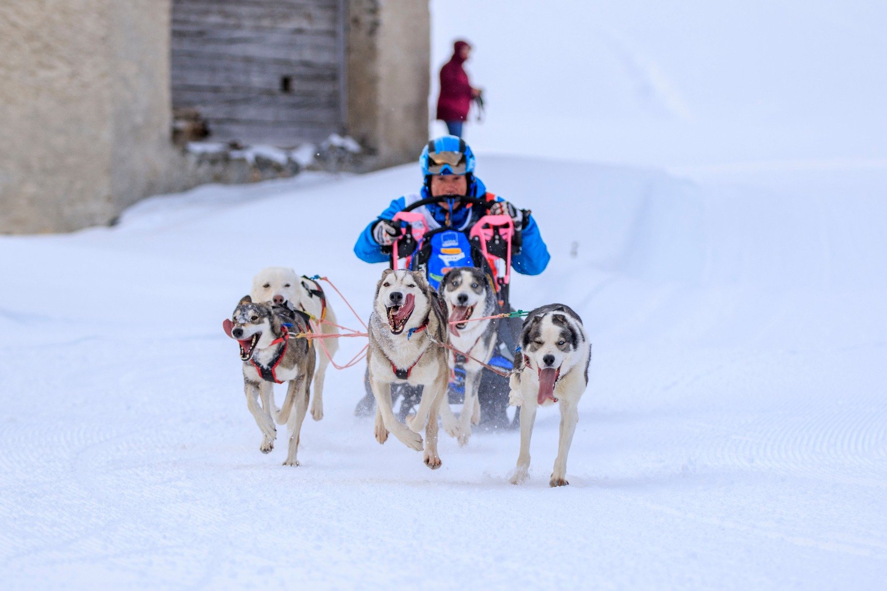 5 Schlittenhunde rennen mit Hundeschlitten und Roland Sum durch Schneelandschaft