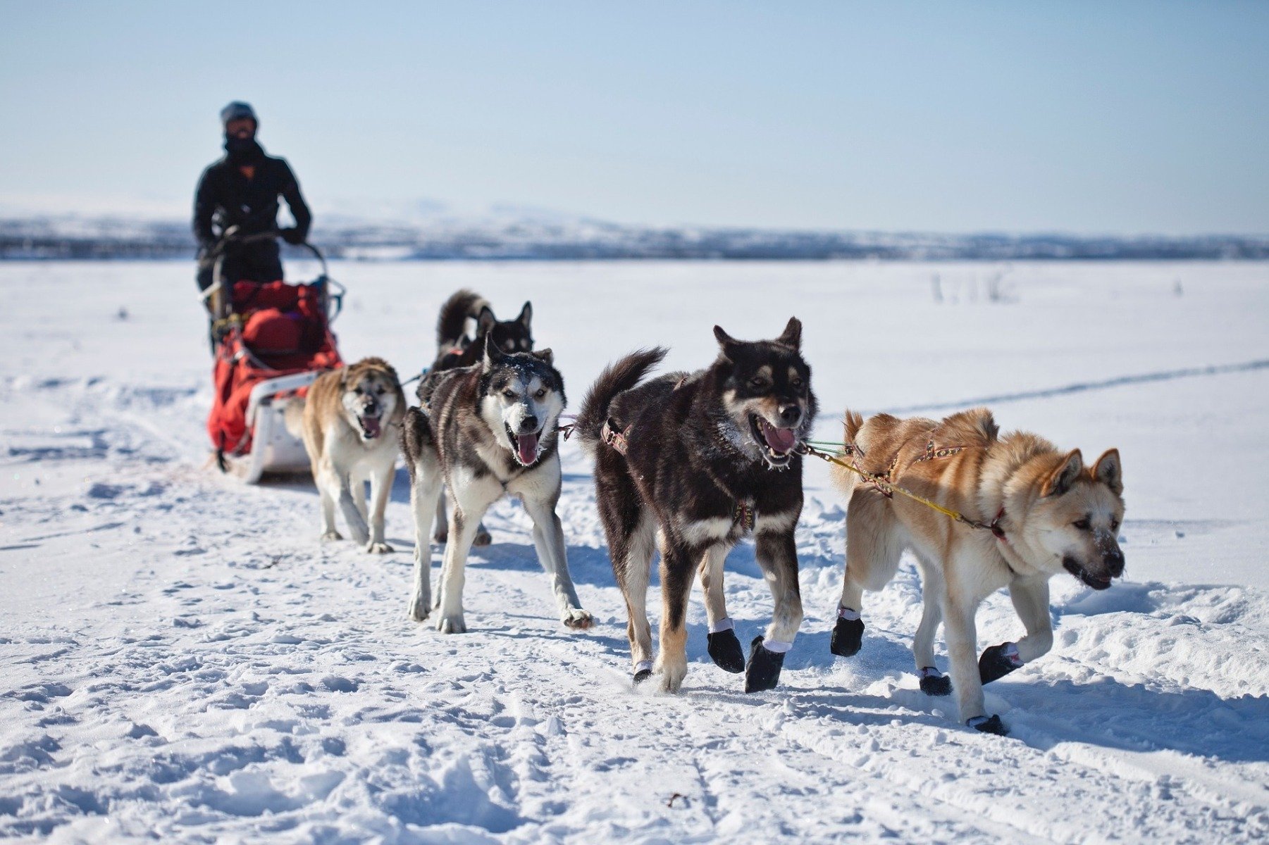 5 Schlittenhunde ziehen Musher und Hundeschlitten während Schlittenhunderennen