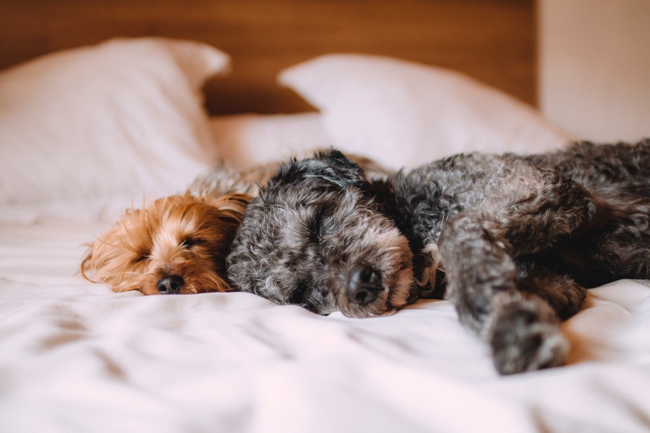 Zwei Hunde liegen im Bett