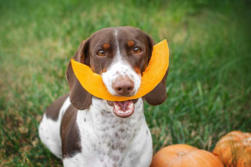 Hund hält ein Stück Kürbis im Maul fest