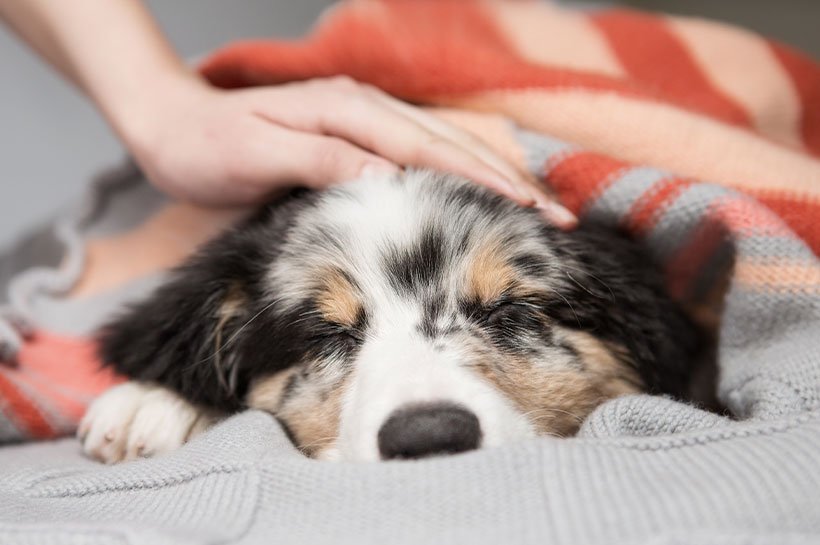 Hund liegt eingekuschelt in zwei Decken und wird gestreichelt und beruhigt