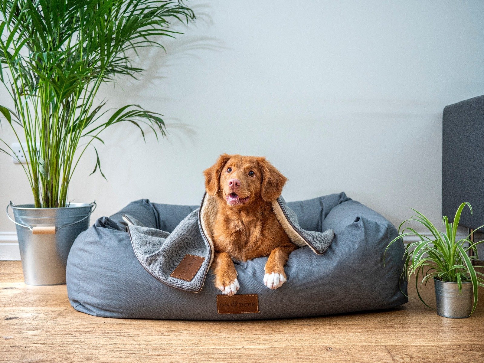 Brauner Hund liegt im Körbchen mit Decke zugedeckt