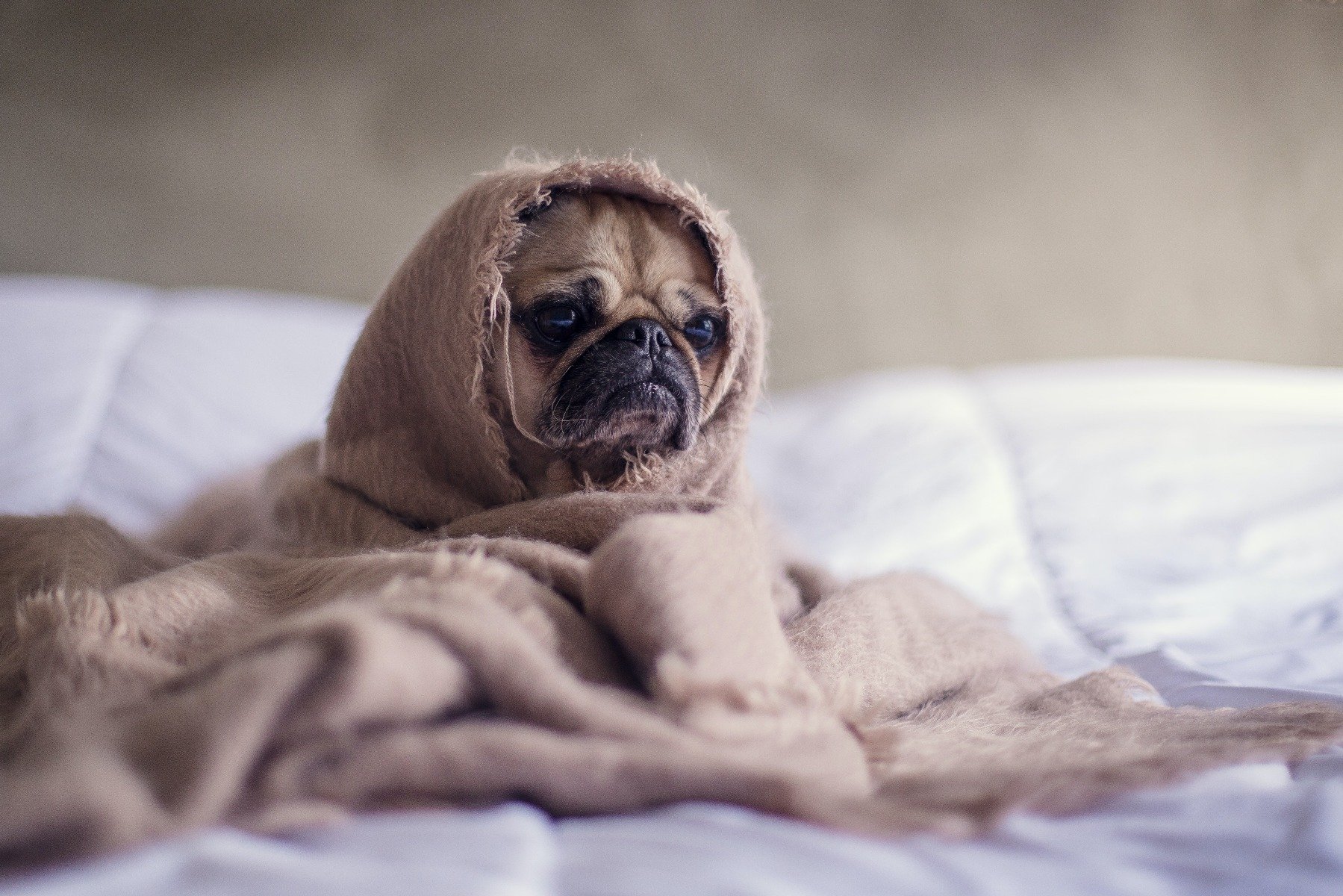 Hund an Silvester beruhigen: Angst senken Stress verhindern