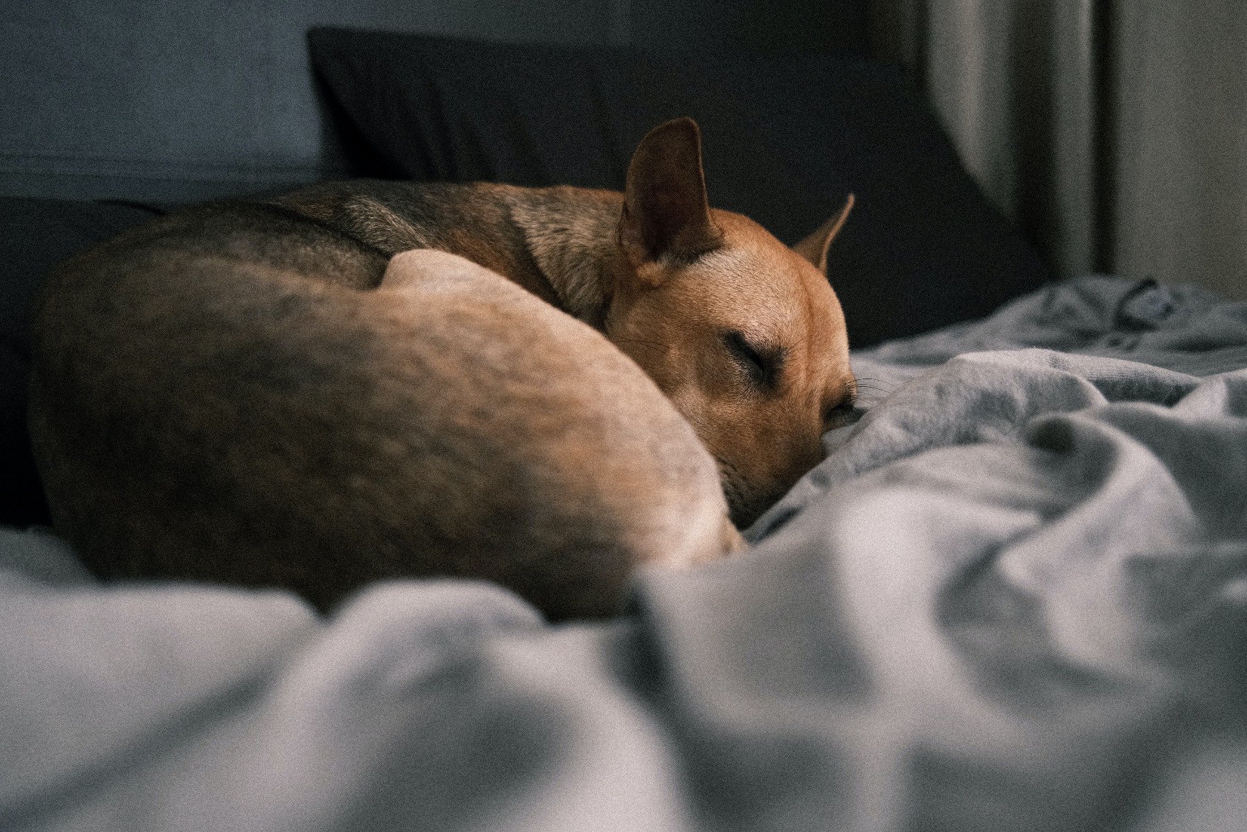 Hund liegt eingerollt auf Bett und schläft