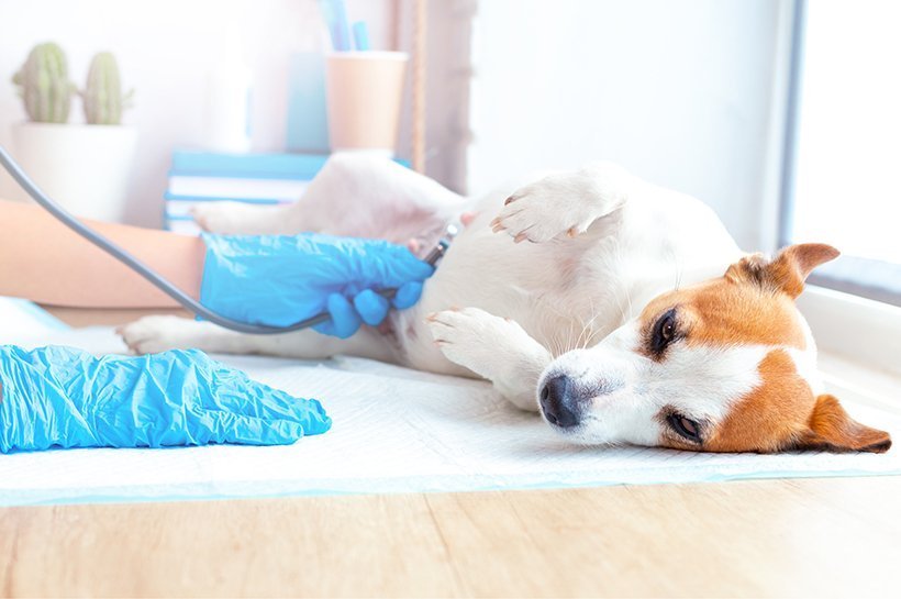 Hund wird von einem Tierarzt auf Schwangerschaft oder Scheinschwangerschaft untersucht