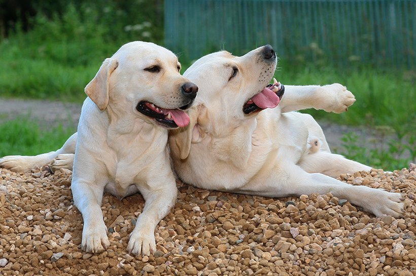 Zwei Labrador Hunde kuscheln miteinander