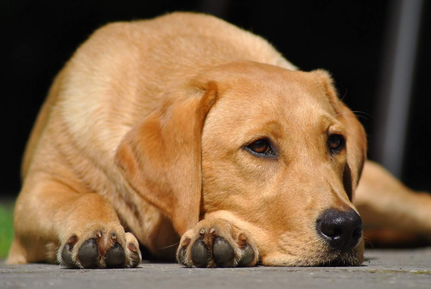 Nass oder Trockenfutter was ist das Beste für meinen Hund?