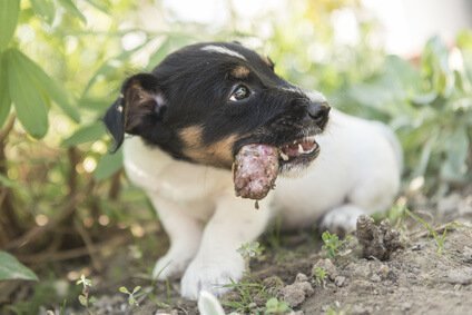 Hund frisst Dreck