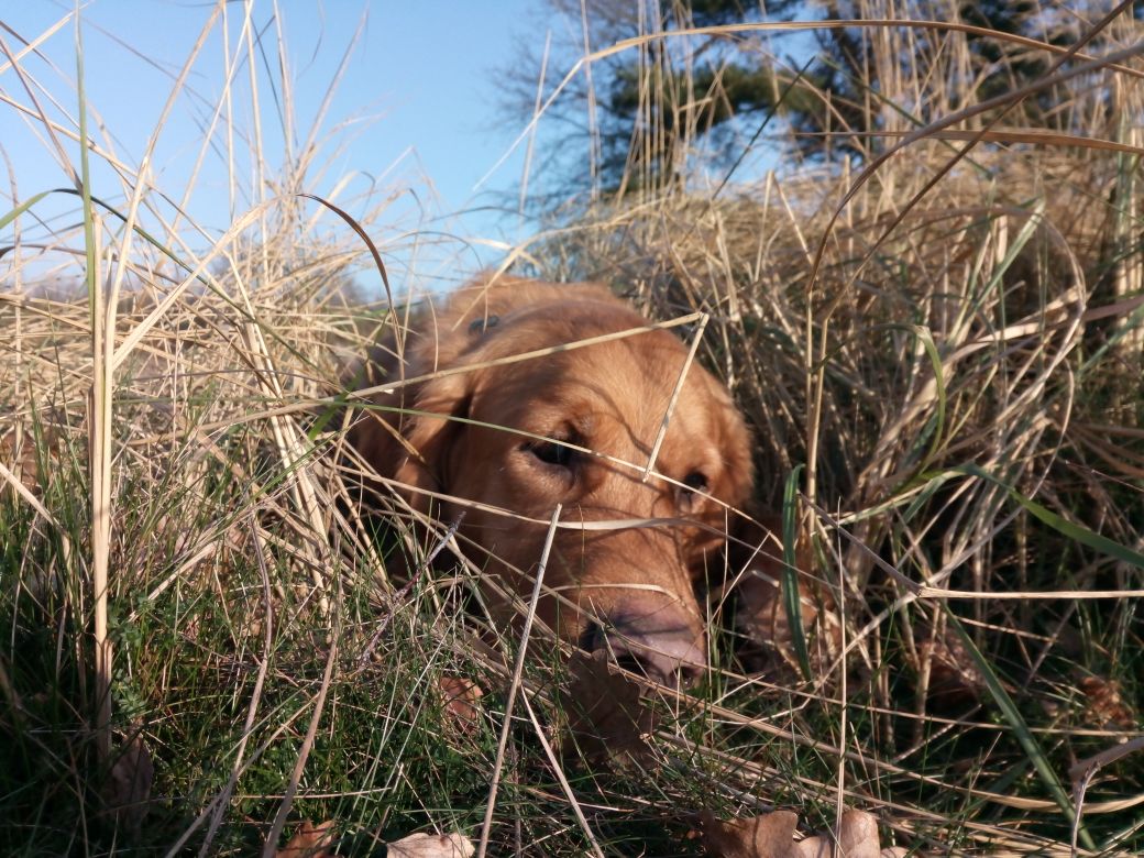 Hund frisst Gras