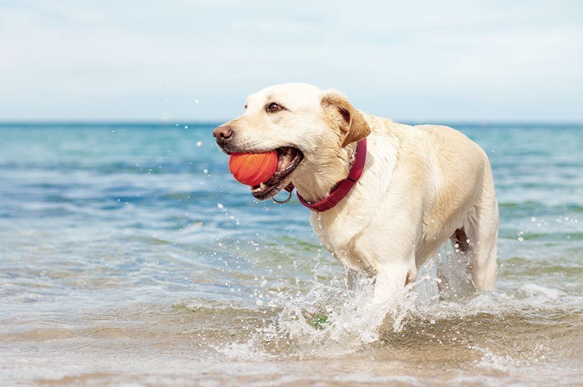 Hund am Wasser