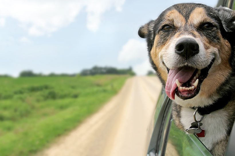 Hund im Auto