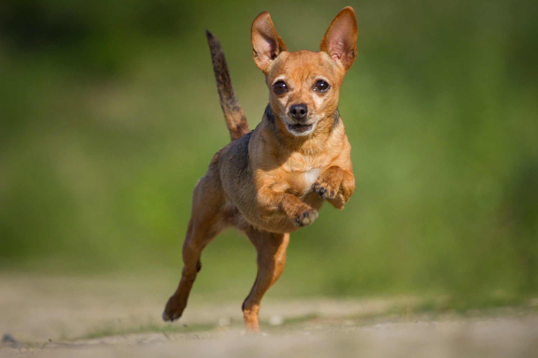 Hund rennt auf Weg