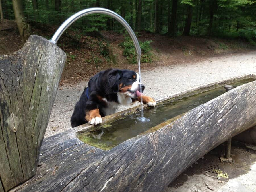 Hund der trinkt