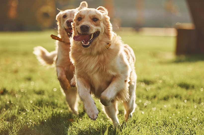 Zwei Golden Retriever rennen über eine Wiese.