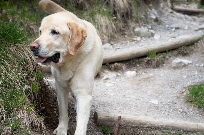 untergrund beim wandern mit hund