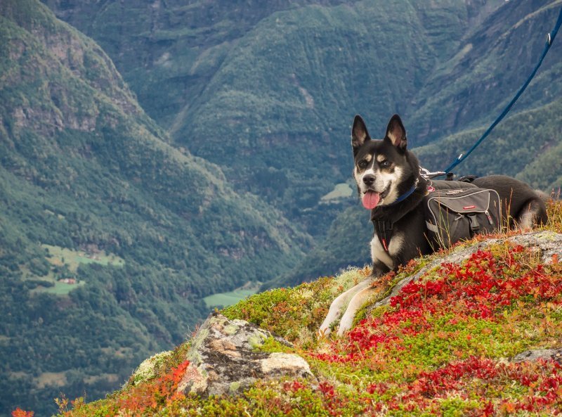 wandern mit hund rassen