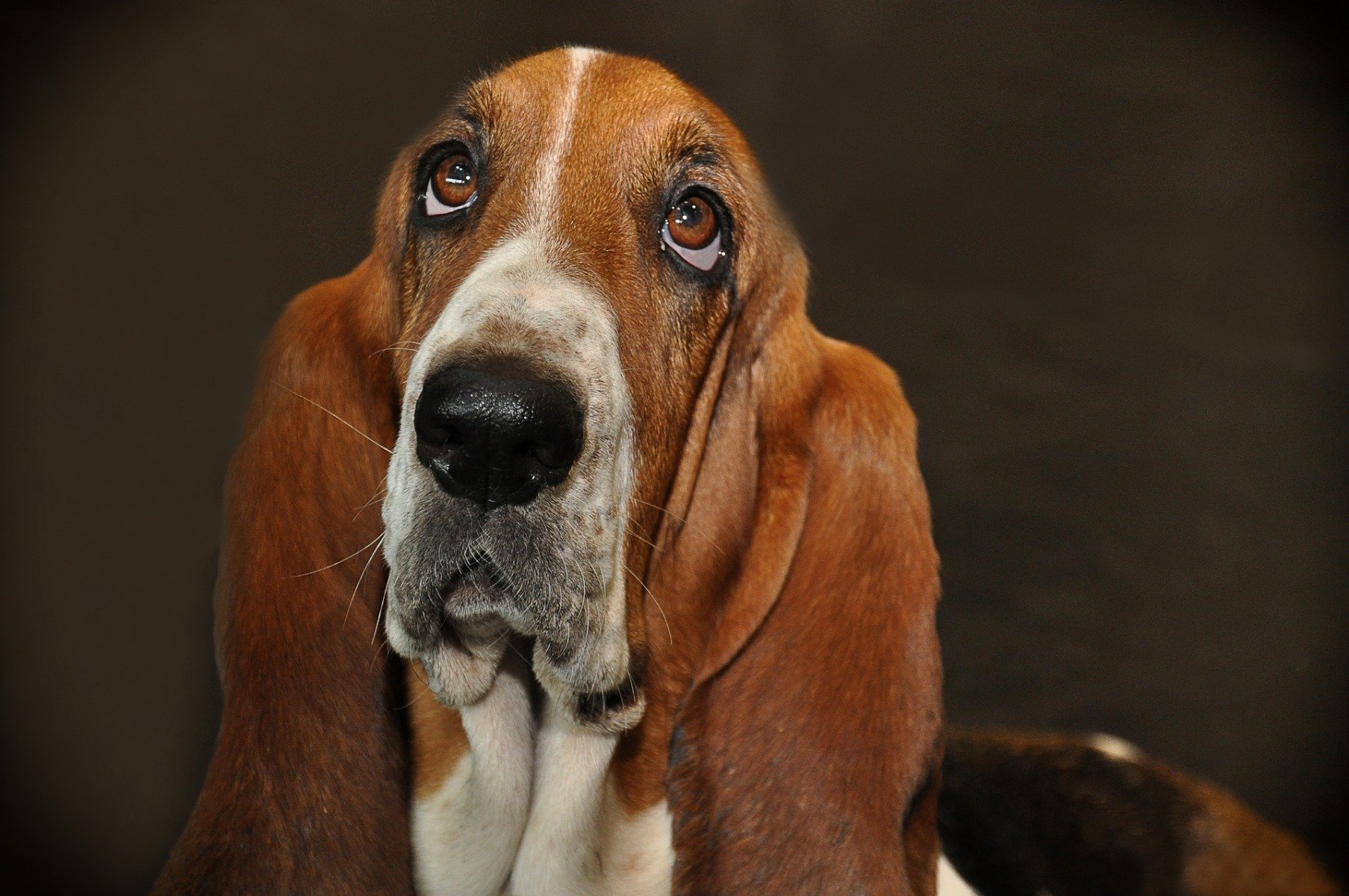 kor bekymre violin Was dürfen Hunde nicht essen? Erfahren Sie es hier!