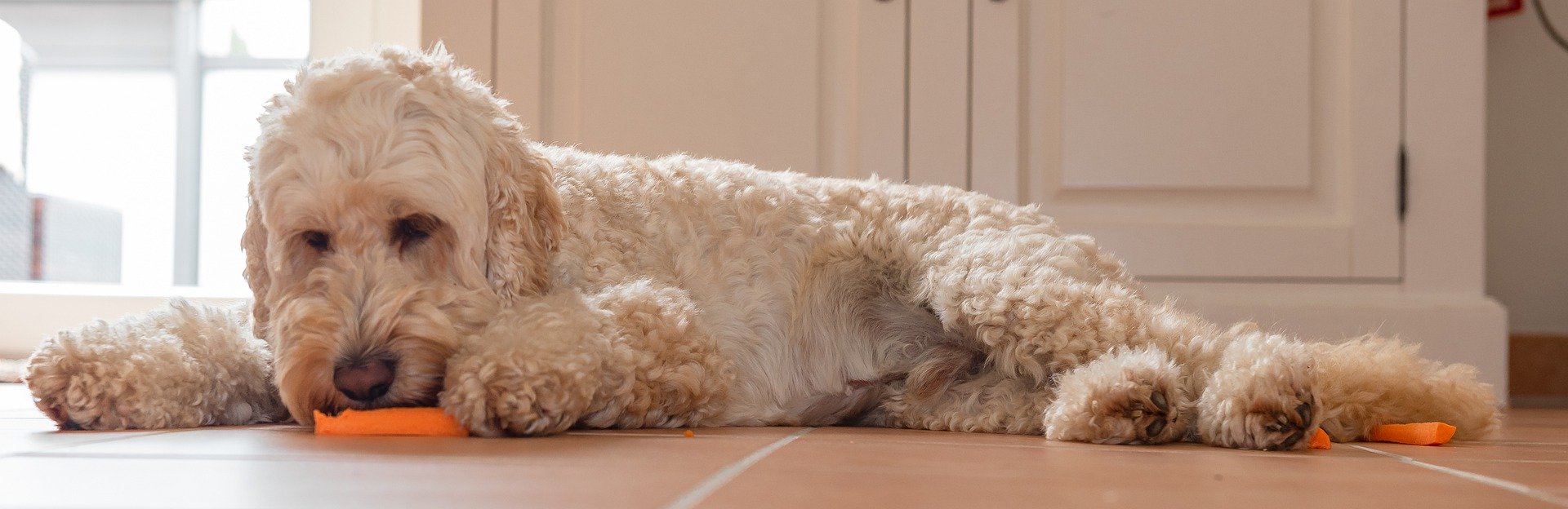 Welche Lebensmittel Durfen Hunde Nicht Fressen