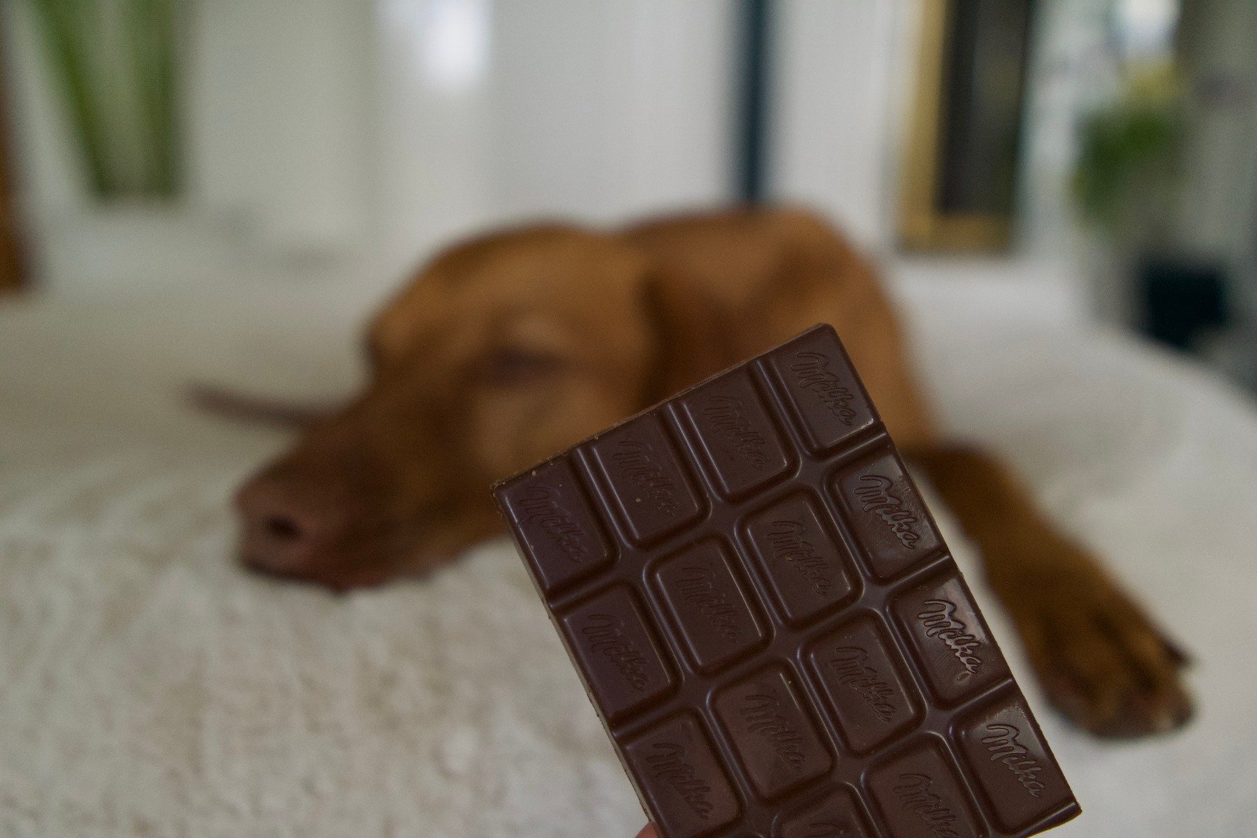 Schokolade ist giftig für Hunde