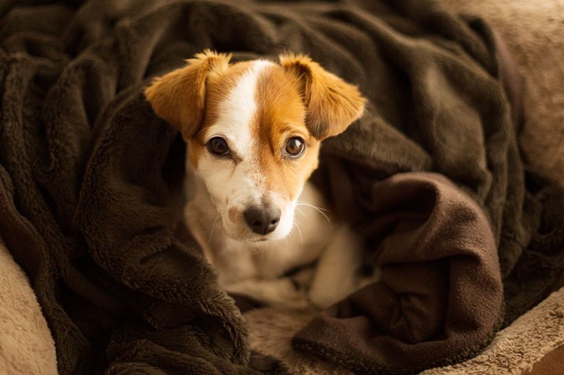 Junger Hund hat sich in kuschelige Decke zurückgezogen