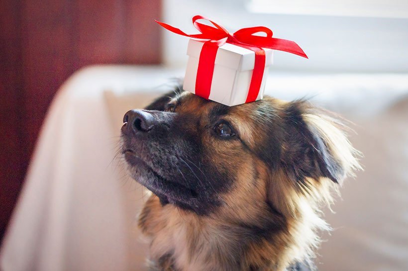 Hund mit Weihnachtsgeschenk auf dem Kopf