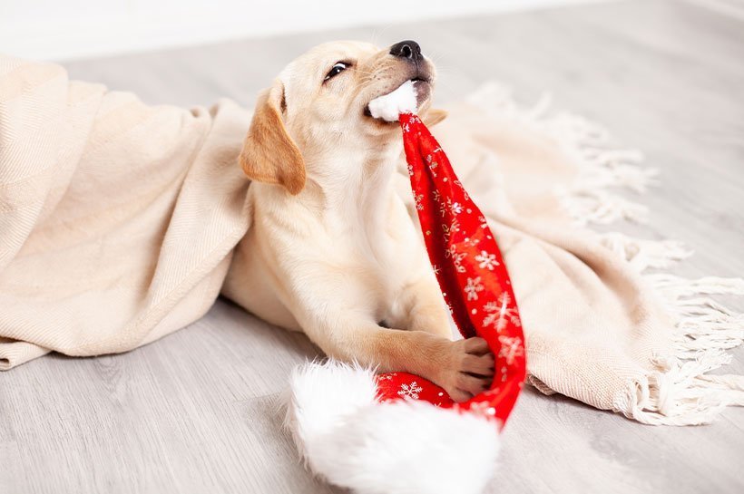 Junger Hund zerrt spielerisch an Weihnachtsmütze