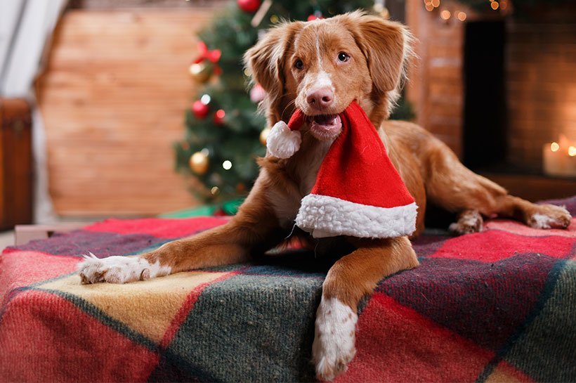 Hund mit Weihnachtsmütze im Maul