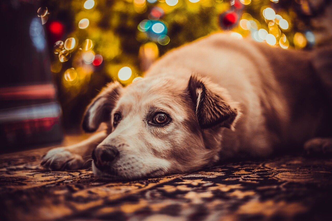 Hund liegt auf dem Boden umgeben von Weihnachtsdeko und Lichterkette