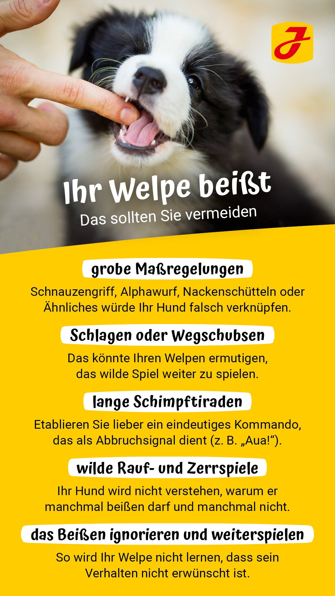 Der Welpe Beit? So Funktioniert Das Abgewhnen