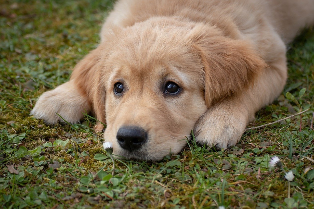 Golden Retriever Welpe liegt auf dem Bauch und schaut nach oben