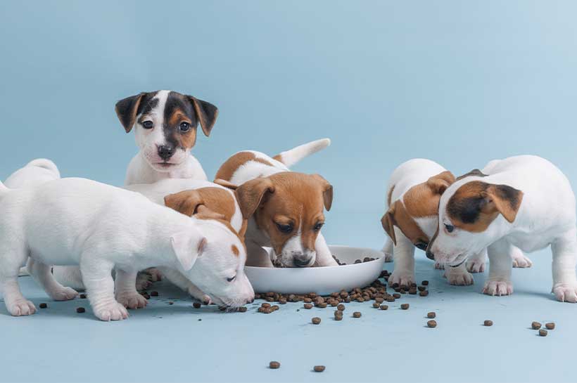 Fünf Welpen stehen vor einem Napf.