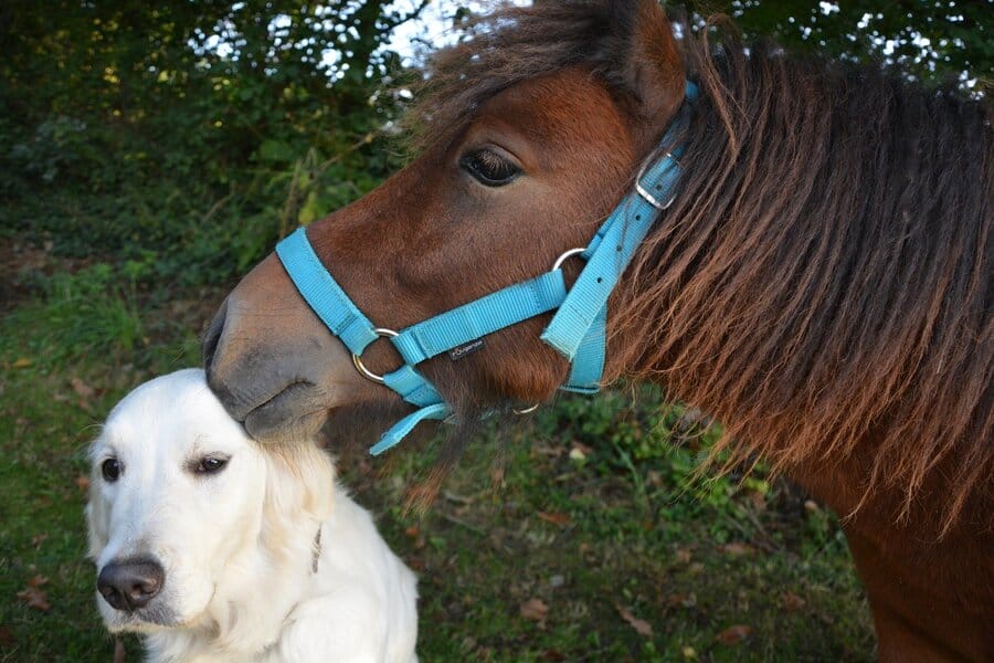 Hunde und Pferde - Entwurmung