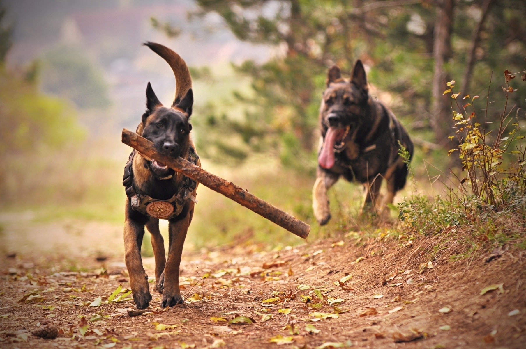 Wurmbefall beim Hund - Infektionsrisiko