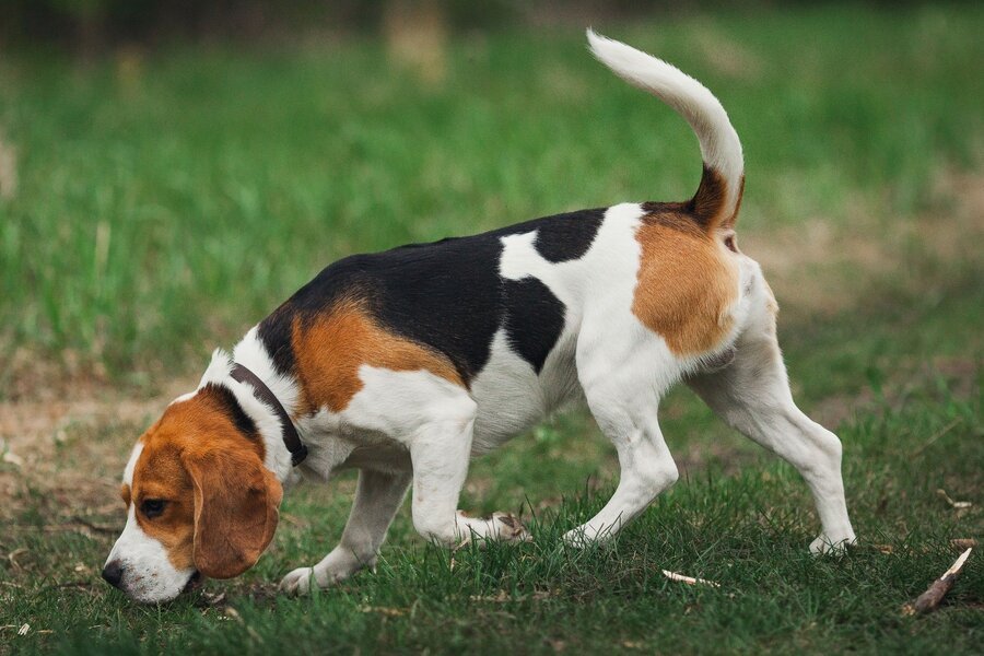 Wurmkur beim Hund