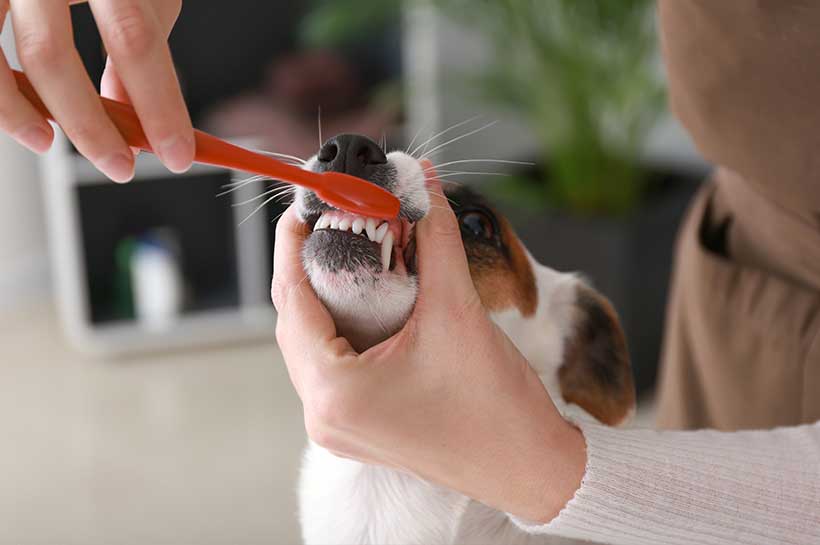 Jack Russell bekommt mit einer roten Zahnbürste die Vorderzähne geputzt