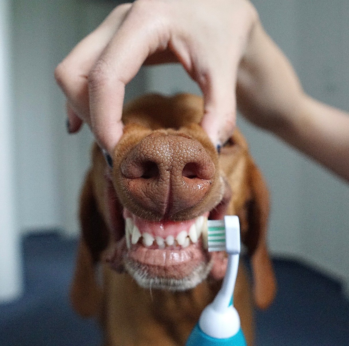 Vizsla mit Zahnbürste