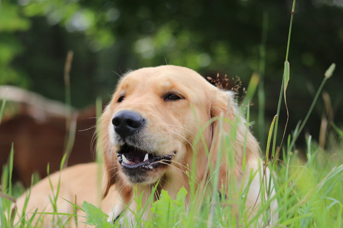 Zahnwechsel beim Hund 