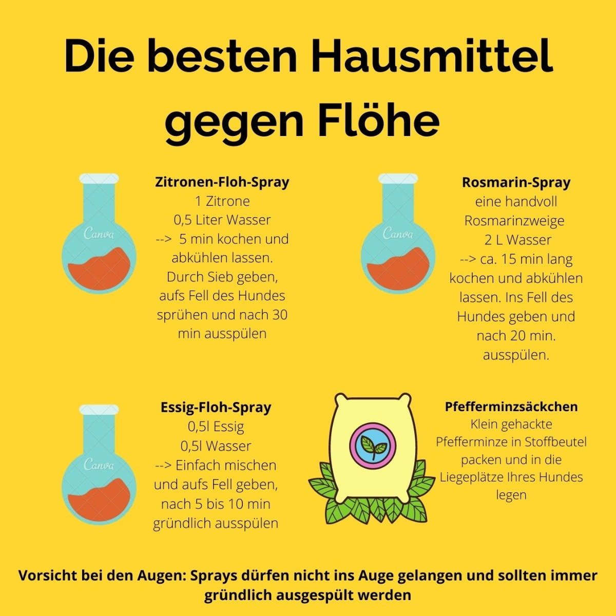 Zecken und Flöhe beim Hund Tipps und Tricks gegen Plagegeister