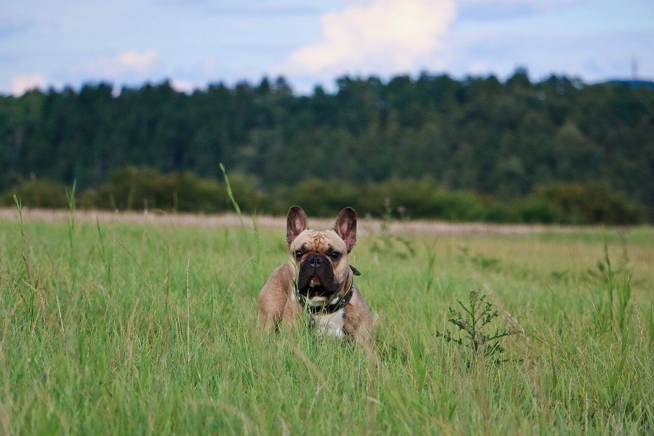 Französische Bulldogge in hohem Gras