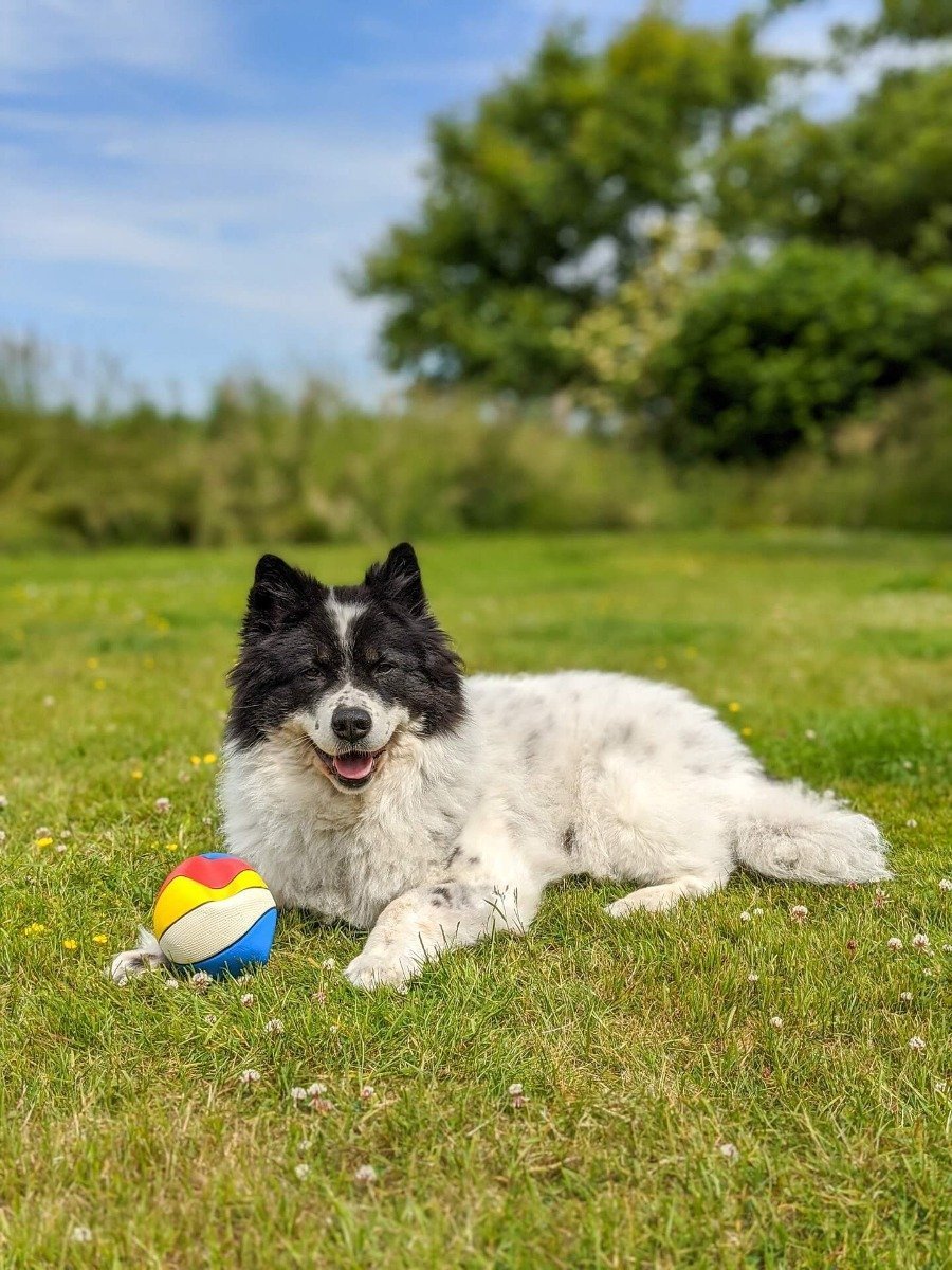Hund im Gras mit Ball