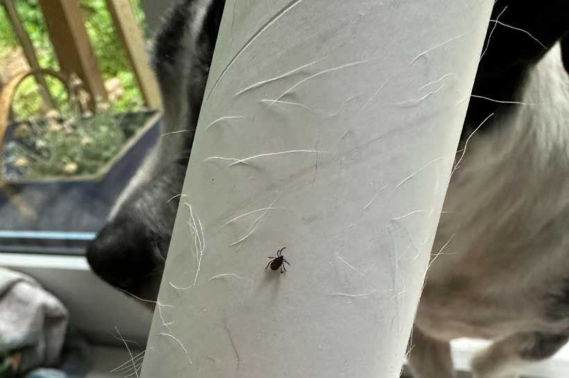 Fusselrolle zum Entfernen der Zecken beim Hund
