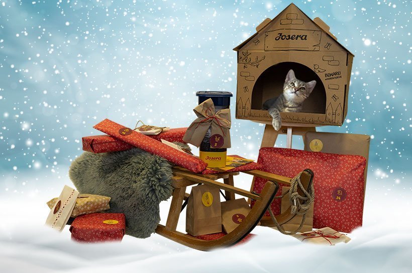 Eine Katze liegt entspannt in ihrem Katzenhaus und schaut auf ihren DIY-Adventskalender