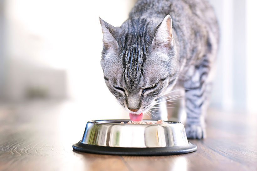 Grau getigerte Katze frisst aus einem Edelstahlnapf.