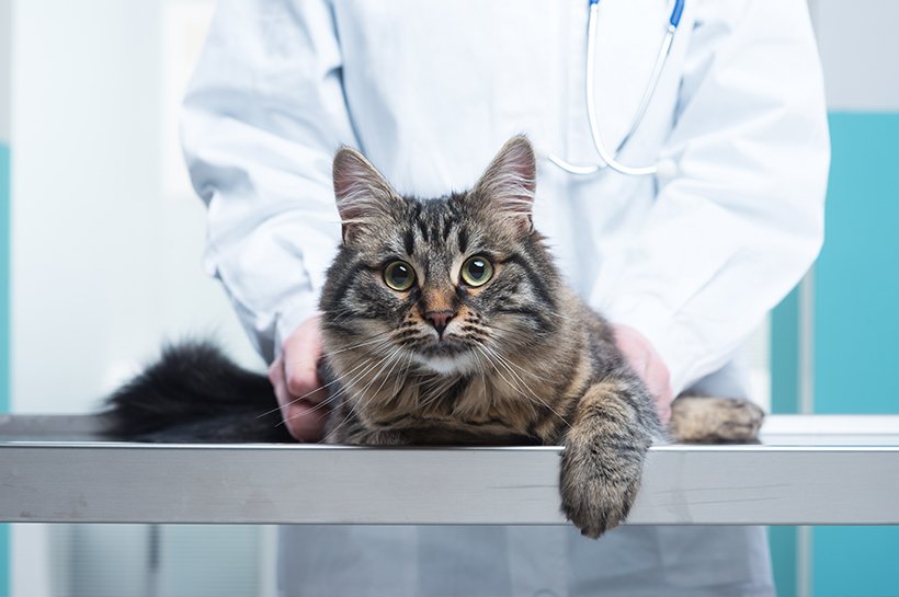 Grau-braune Langhaar-Katze wird beim Tierarzt untersucht.
