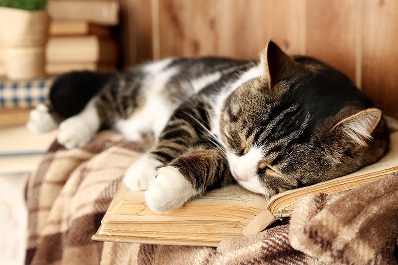 Alte Katze liegt gemütlich und schläft.