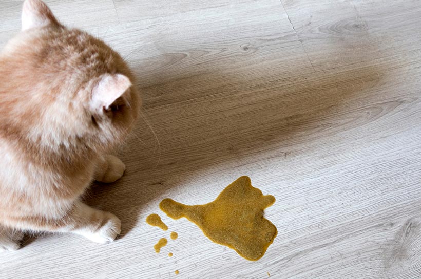 Rot-getigerte Katze sitzt neben ihrem Erbrochenen.