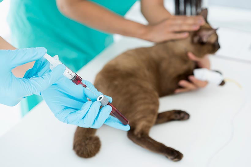 Katze liegt beim Tierarzt auf dem Behandlungstisch und bekommt Blut abgenommen.