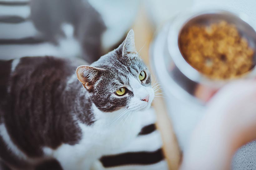 Edelstahl-Napf mit Katzenfutter und grau-getigerte Katze.